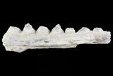Tylosaurus Jaw Section - Smoky Hill Chalk, Kansas #70268-1